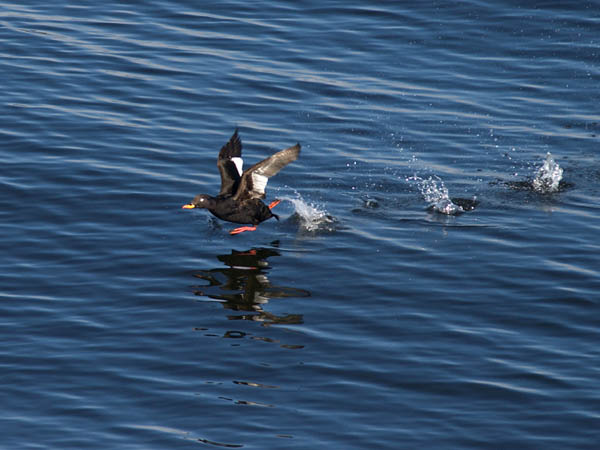 Pilkkasiipi, Velvet Scoter, Melanitta fusca